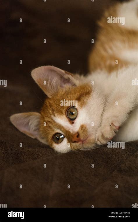 Image result for Rust Cat