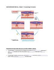 Image result for Crossbridge Cycle of Muscle Contraction Image