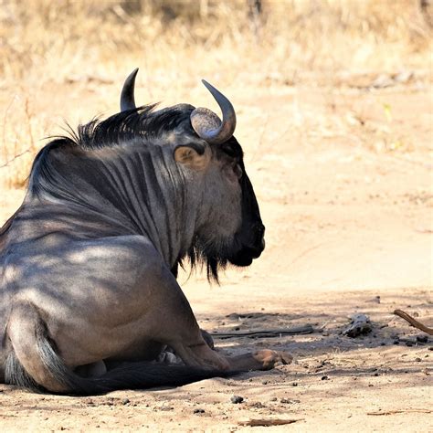 INDLOVU RIVER LODGE (Hoedspruit) - Lodge Reviews & Photos - Tripadvisor