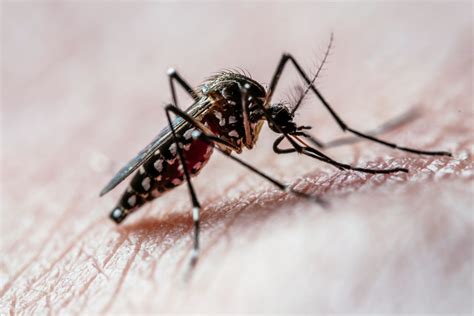 Mosquito Bloodlust Is Driven by These Two Hormones - ScienceX Innovations