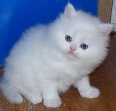 gatti persiani regalo cat animal interesting facts new pictures gatti persiani regalo cat animal interesting facts new pictures