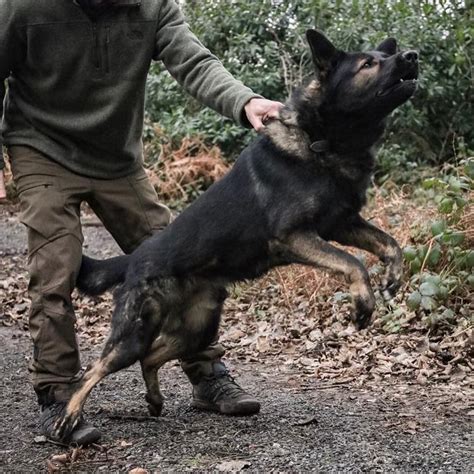 Training Guard Dogs for Protection 的图像结果