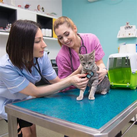 What Animals Do Vet Assistants Work With?