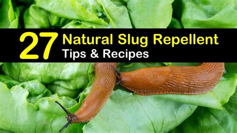 Image result for Homemade Slug Control
