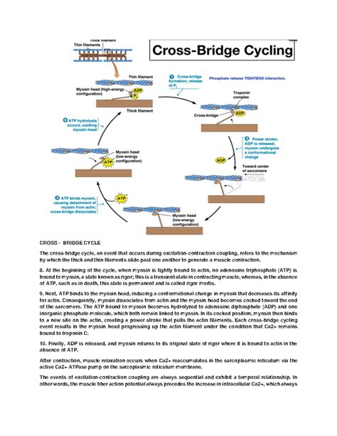 Image result for Crossbridge Cycle of Muscle Contraction Image