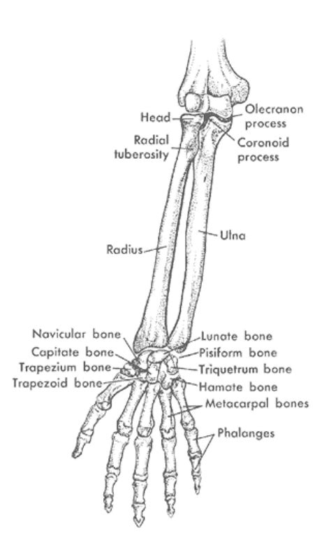 The Lower Arm Bone Closest To Body at Willie Brim blog