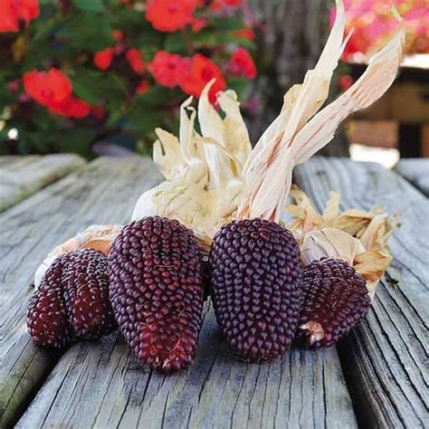 Buy Seeds Can be Grown in Pots online from Nurserylive at lowest price.