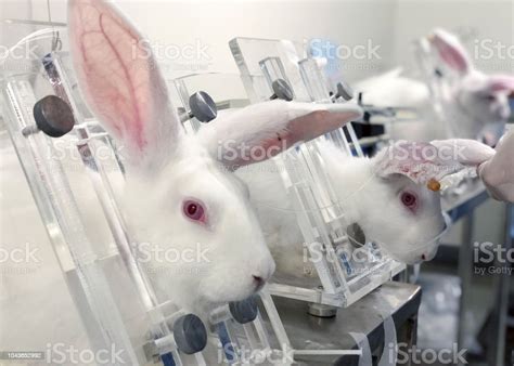 Image result for Intraperitoneal Injection Rabbit
