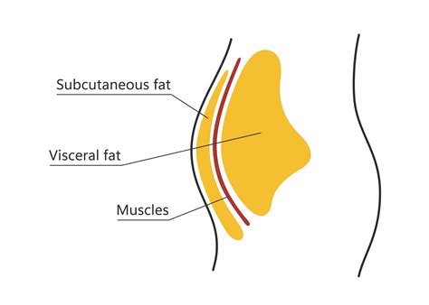 Intramuscular Fat Vs Subcutaneous Fat