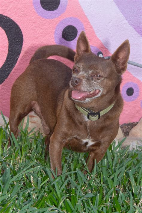 Adopt – Happy Faces Pet Ranch