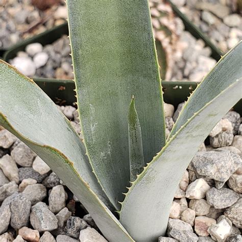 Blue agave 'Tequila Plant' - Agave Tequilana - Buy Online at Planet Desert
