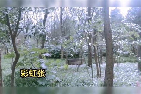 杨柳絮满天飞舞的季节上海的二月绿色风景_满天_柳絮_季节