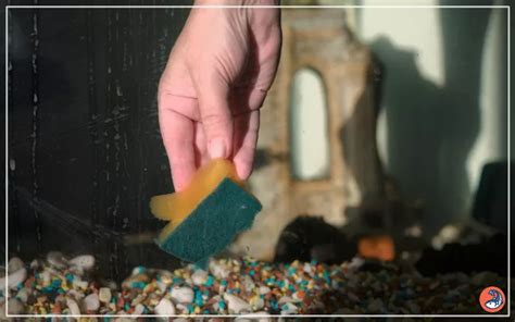 How to Clean Fish Tank Gravel? Guide for Beginners - AquariumNexus