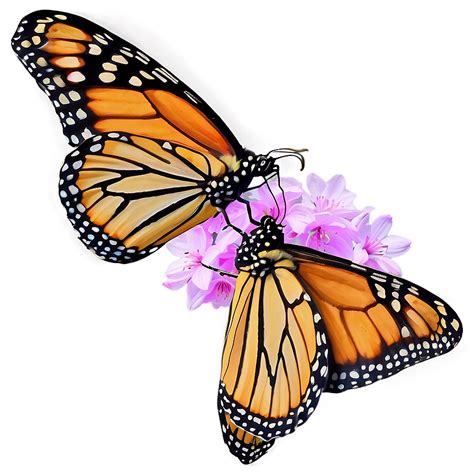 Image result for Spring Butterflies PNG