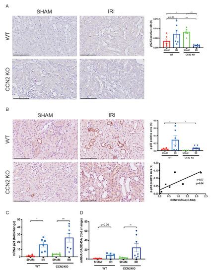 CCN2 Aggravates the Immediate Oxidative Stress–DNA Damage Response ...