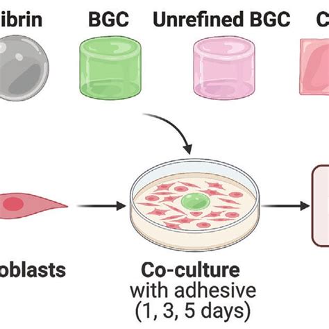 Image result for In Vitro Biocompatibility Test
