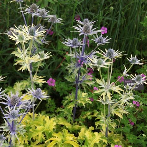 Buy golden-leaved sea holly Eryngium × zabelii 'Neptune's Gold (PBR ...
