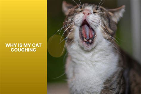 Understanding the Reasons Behind Your Cat's Coughing - A Comprehensive ...