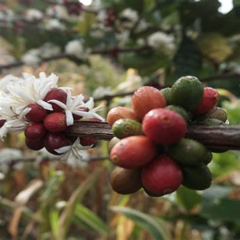 Different Types Of Coffee Beans | Nescafé | UK & IE