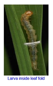 TNAU Agritech Portal :: Crop Protection