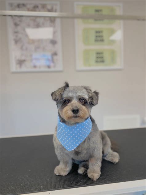 Tank - Hamilton-Niagara Veterinary Mobile Euthanasia Services