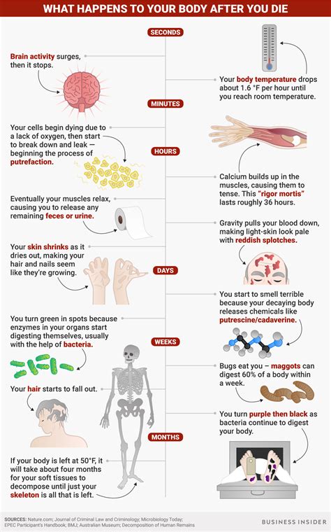 What happens to a human body after death - Business Insider