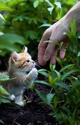Image result for Cutest Pets in the World