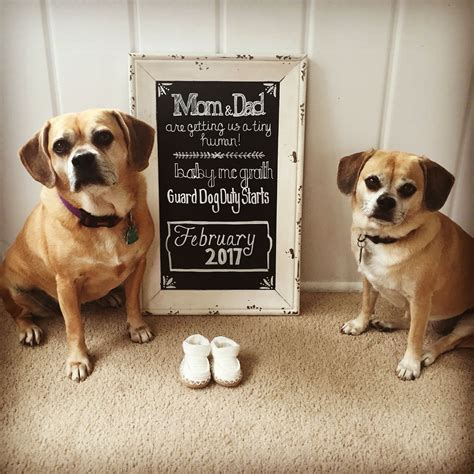 Pregnancy Announcement Using Dogs
