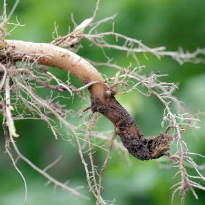 Image result for Tree Crown Rot
