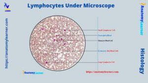 Image result for Lymphocytes Microscopic View
