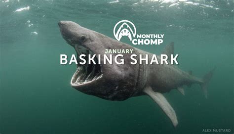 Baby Basking Shark Unexpected Shark Species Are Moving Into Salish