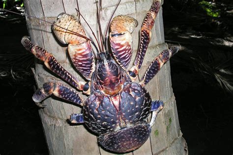 Coconut Crab Coconut Crab (Birgus Latro) Joel Sartore