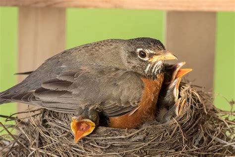 The Miracle of Life: Understanding the Egg Incubation Process in Birds