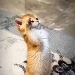 Image result for Linux USB Software Stack