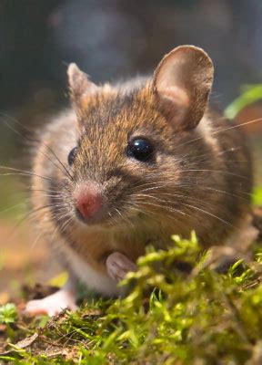 Image result for Mouse Left-Click Not Working Properly