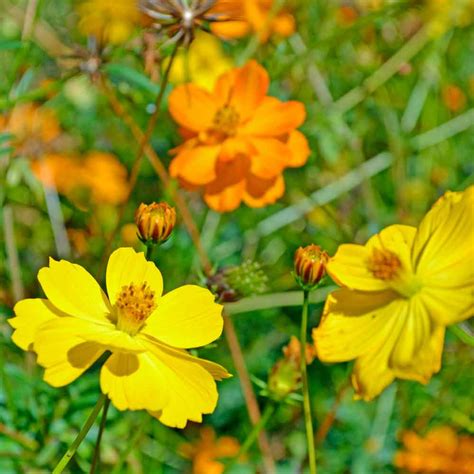 Bright Lights Cosmos Seeds | Terroir Seeds