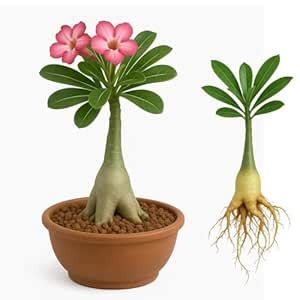 Indian Gardens – Adenium Arabicum Bare Rooted Live Plants, Pink Desert ...