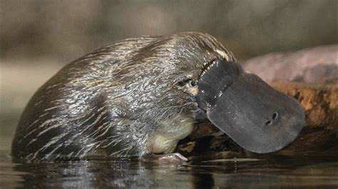 Are platypus endangered species - sheryhow