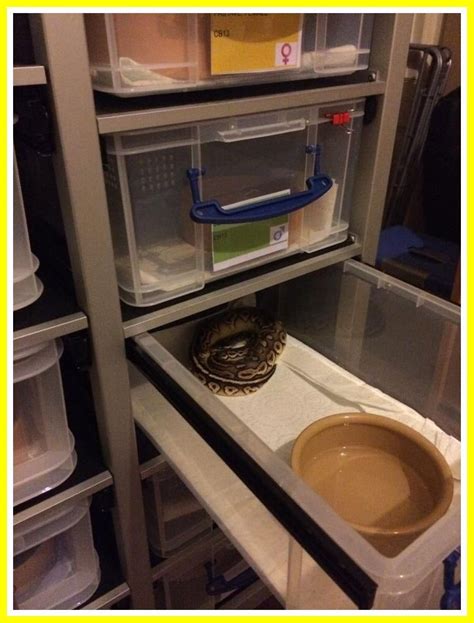 Image result for Ball Python Snake Rack Build