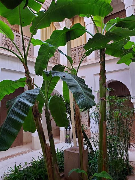 DAR AKAL (Marrakech) - B&B Reviews, Photos, Rate Comparison - Tripadvisor