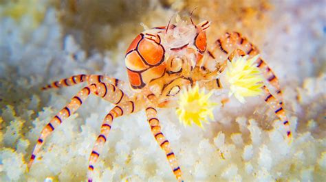 Pom pom crab: The crustacean that uses anemones as…