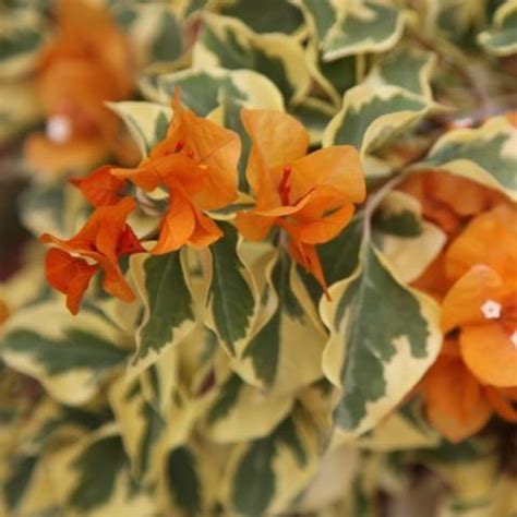 Stunning Bougainvillea | buttiana variegata dr bhaba with Variegated L ...