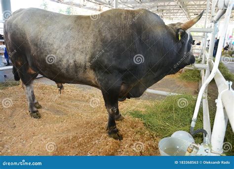 Corriente Cattle Breed Bull, Also Known As Criollo or Chinampo Cattle ...