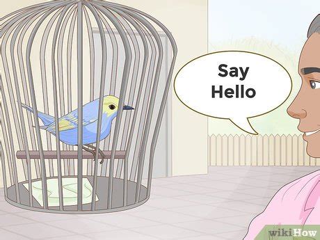 Image result for Bird Training Discrimination Task