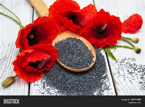 Poppy Seed Flowers at Ricky Middleton blog