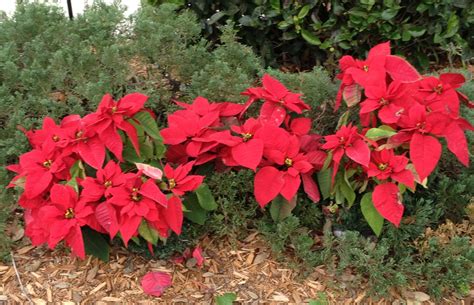Poinsettias Outside in the Garden instead of Inside in a Pot ...