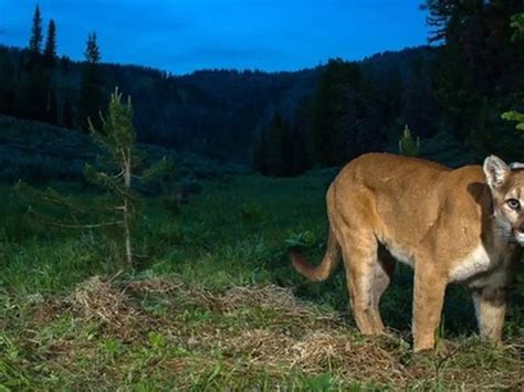 A Brave Mother Opened The Jaws Of A Mountain Lion With Her Bare Hands ...