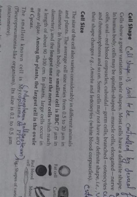 Write briefly about the size and shape of a cell - Brainly.in