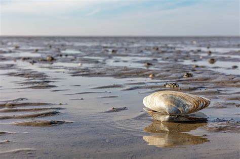 Discover 5 Types of Sea Animals With Shells (and Why They Have Them ...