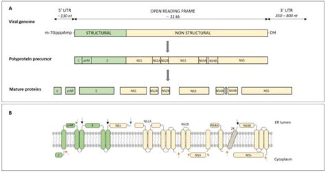 Molecular Structure of Tick-Borne Encephalitis Virus | Encyclopedia MDPI